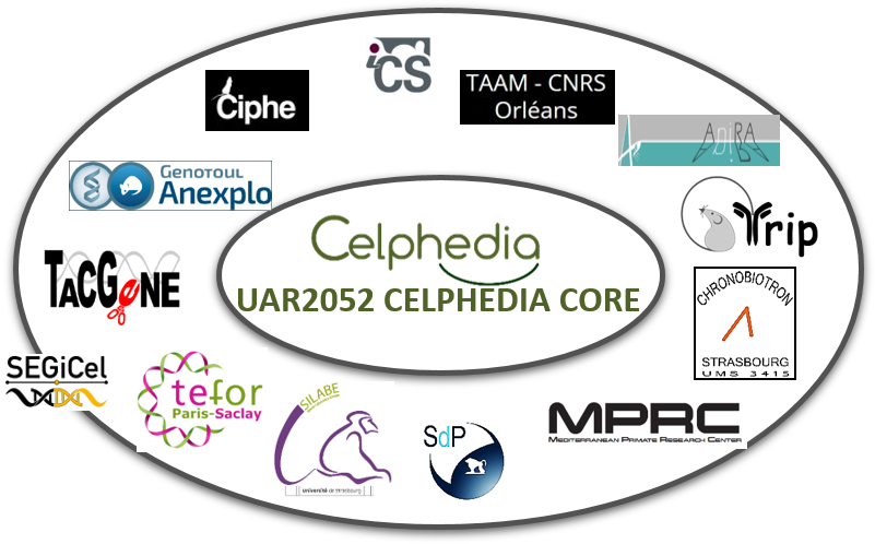 Spirale UAR2052CELPHEDA CORE 2025.png